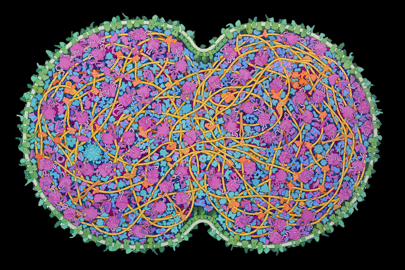 JCVI-syn3A Minimal Cell