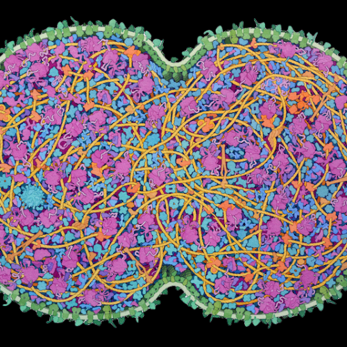 JCVI_black JCVI-syn3A Minimal Cell