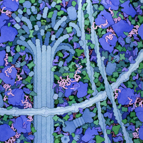 biosites-cytoplasm Biosites: Cytoplasm