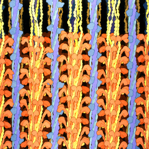 biosites-muscle Biosites: Muscle