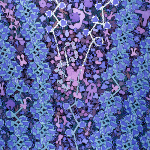biosites-nucleus Biosites: Nucleus