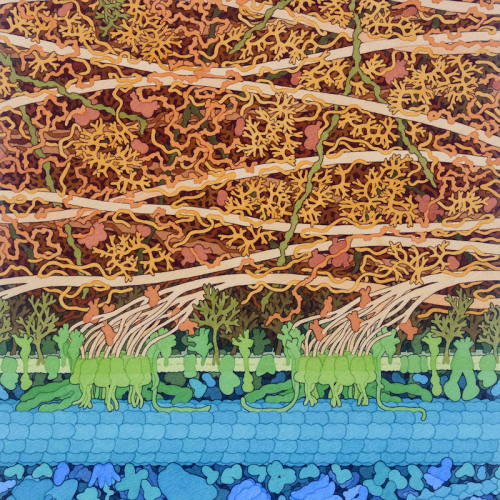 cellulose-synthase Cellulose Synthase