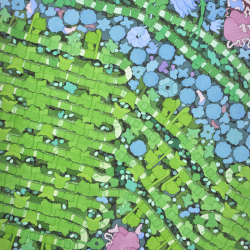 chloroplast Chloroplast