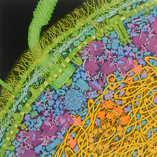 escherichia-coli-bacterium Escherichia coli Bacterium
