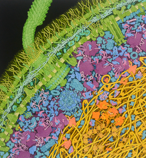 Escherichia coli Bacterium