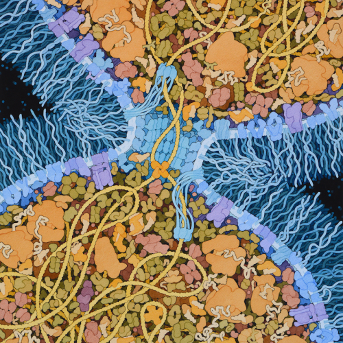 last-universal-common-ancestor Last Universal Common Ancestor