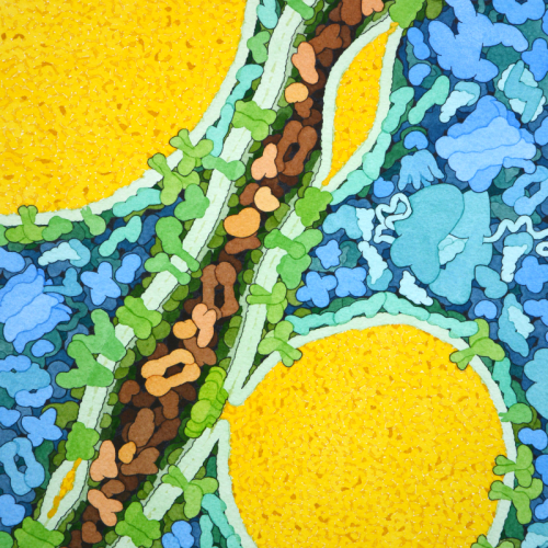 lipid-droplets Lipid Droplets